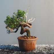 細魚川真柏迷你盆栽 松柏盆栽 真柏盆栽