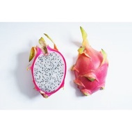 Anak Pokok Buah Naga / Dragonfruit / Pitaya