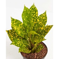 Croton Plant / Pokok Puding KUNING EMAS ( Puding Perak ) pokok dalam polybag