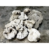 [Coral Stone] Natural Coral Stone Aquarium Landscaping Seawater Landscape Flowerpot Decoration Garde