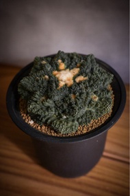 精品 哥斯拉龜甲牡丹 多肉植物 非龍舌蘭 塊根植物