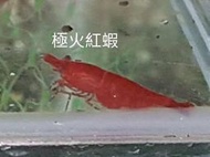台北市-逍遙水族-除藻-米蝦-紅蝦-極火蝦-烤漆蝦-玫瑰蝦-火焰蝦-好養