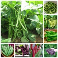 COMBO 8 TYPES OF SUMMER GROWN BEANS - Vegetables and fruits grown in gardens, terraces, farmers, bal