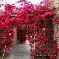 50 Seeds (buy 2 get 1 free) Fast Delivery Bag Brazil Climbing Bougainvillea Bonsai Flower Red Purple Ennial Outdoor Climb Xsjr for Sale Easy To Planting In Local