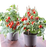 Dwarf Tomato Seeds