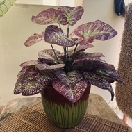 🔥SALE🔥ARTIFICIAL CALADIUM LEAF SEED PURLE PLANT: Real Touch bukan hidup