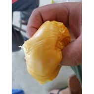 Benih Anak Pokok Durian Duri Hitam/Blackthon Hybrid/Kawin Thai