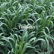 Timothy seed/Biji benih Timothy
