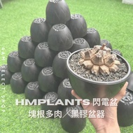 < 4AM Yinxuan > Japanese Lightning Vinyl Pot Root Plant Agave Trendy Succulent Black Soul