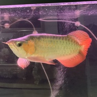 Ikan Arwana Super Red King 35 cm