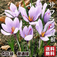 [送料込み] 夏植え球根 サフラン 40球 早期割引
