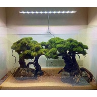 ✮Bonsai Tree For Aquarium Aqua scape Small (Random Design)❂