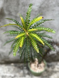 索島乳香 Boswellia Socotrana 塊根 象足