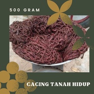 Cacing tanah merah 500 gram