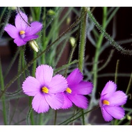 10 Byblis guehoi Seeds, GA3 for  Germination, Rare Carnivorous Plant Seeds