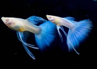 Albino Sky Blue Ribbon Guppy Fish (PREMIUM TOP GRADE)