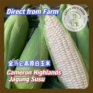 100% from Cameron Highland White Pearl Sweet Corn Milk corn Jagung Susu Manis Jagung Susu Putih 正宗金马