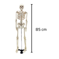 Human skeleton model 85cm