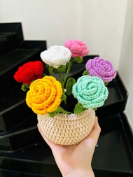 Chậu hoa hồng 6 bông đủ màu dùng decor quà tặng ý nghĩa vào dịp lễ