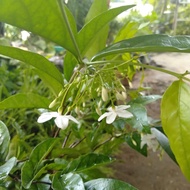 Tanaman hias Anting putri/bibit bunga anting putri(bahan bonsai)