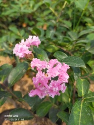 Bibit Bunga Sakura Cantik Bibit Tanaman Bunga Sakura Cantik