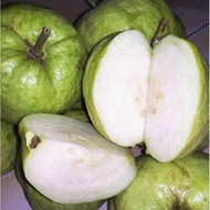 Anak Pokok Jambu Batu Seedless