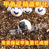 ((Medium) Livable Pets Hatchable Eggs Species Eggs Water Fish Eggs Turtle Fry Chinese Turtle Japanes