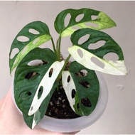 (*.*) monstera bonggol adansoni janda bolong varigata - Terlaris