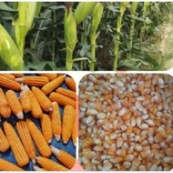 Hybrid corn Seeds DEKALB/PIONEER/NK6410 Variety feed corn