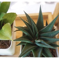 Havotia A Drought-Resistant Succulent Plant Set With Hybrid Lotus And Dragon Tongue.