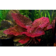 Nymphaea Red Tiger Lotus (AquaticLifeShop) #Aquascape