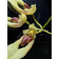 Bulbophyllum annandalei orkid hutan bulbo