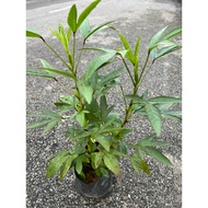 Roselle - Pokok Buah Roselle