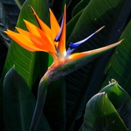 Tanaman hias heliconia BOP (Bird of paradise)