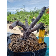 Bahan Bonsai Santigi Karang Dongkel Berkualitas