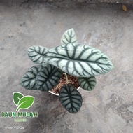 Tanaman hias alocasia silver dragon / alocasia dragon silver