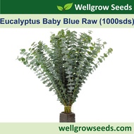 Eucalyptus Baby Blue Raw (1000sds) 冈尼桉：蓝宝贝系列 Flower Seeds Wellgrow Seeds