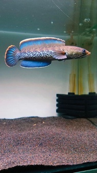 Channa Stewarti GRED AAA 2.5inch