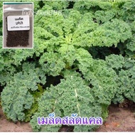 เมล็ดพันธุ์ ผักเคลใบหยิก คะน้าใบหยิก 90-200 เมล็ด [10 แถม 1 คละได้]