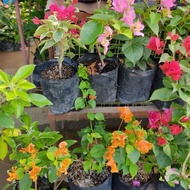 bougainvillea flowering