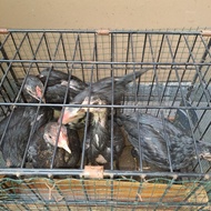 Ayam Kampung Asli Anakan, 2 - 3 Bulan