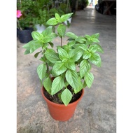Thai Basil/Sweet Basil/Herbs Plant