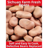 New Stock Dry Broad Beans 5 Pounds ly Harvested Farm Produce Sproutable Whole Grains from Sichuan Pr