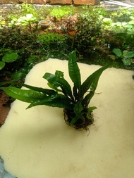 tamanan aquascape kadaka