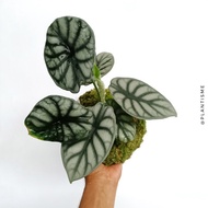 Mossball - Alocasia Dragon Silver