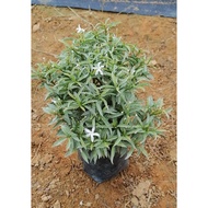 mG_Ervatamia_Tabernaemonthana Divaricata Dwarf_ Jasmine Thai_Bunga Jeliti_Home Live Plant_Real plant