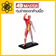 4D Vision 4D Muscle Model