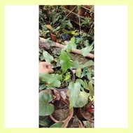 ◖ ∈ ◪ XANADU PHILODENDRON ACTUAL PLANT