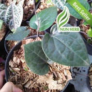 Bibit Tanaman Daun Sirih Hitam - Pohon Sirih Hitam - Daun Herbal