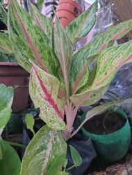 Aglaonema Sweet Magenta medium plants